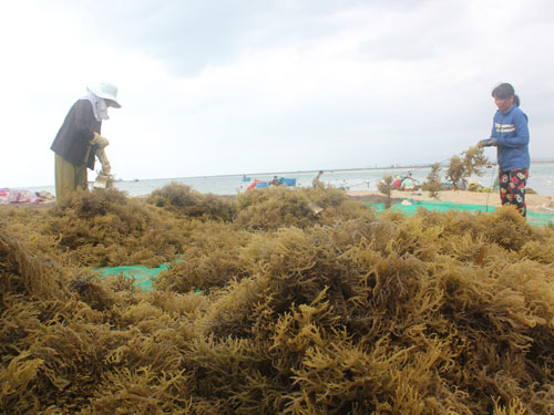Cottonii Seaweed view 3